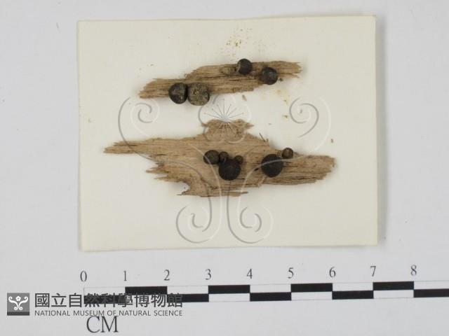 登錄號:F0002920藏品圖，第1張