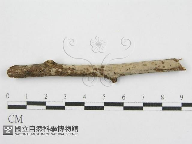 登錄號:F0012920藏品圖，第1張