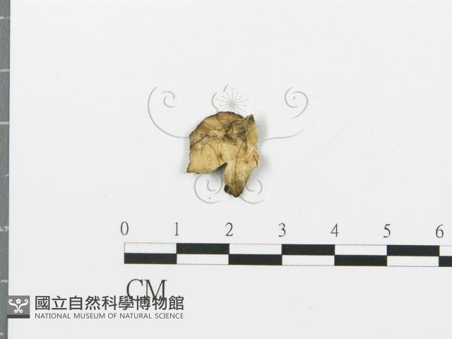煙管菌藏品圖，第1張