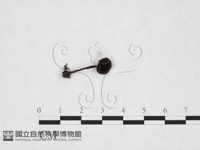 登錄號:F0025920藏品圖，第1張