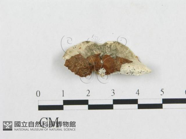 登錄號:F0005920藏品圖，第1張