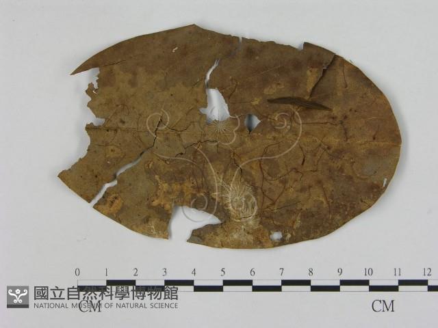 小皮傘屬藏品圖，第1張