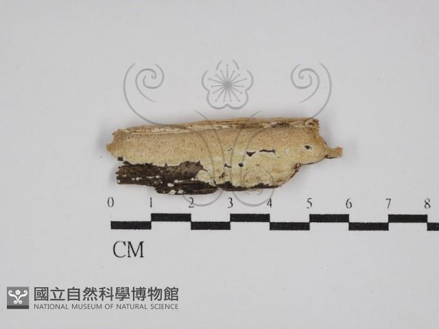 骨皮菌屬藏品圖，第1張