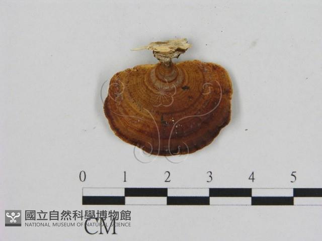 相鄰小孔菌藏品圖，第1張