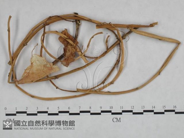 登錄號:F0023920藏品圖，第1張