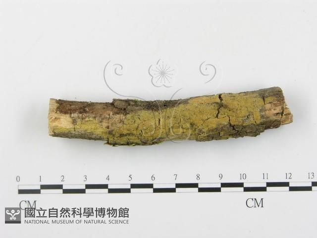 登錄號:F0003920藏品圖，第1張