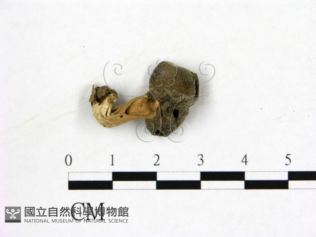 登錄號:F0013920藏品圖，第1張