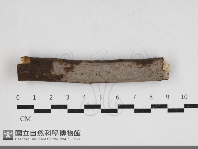 刺革菌屬藏品圖，第1張