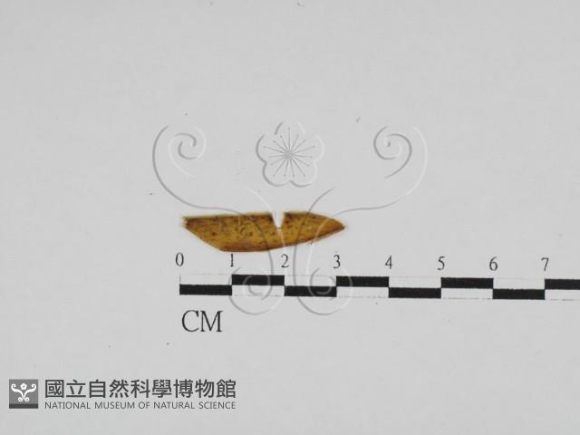 登錄號:F0028620藏品圖，第1張