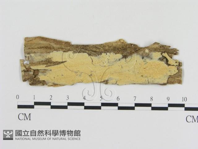 登錄號:F0008620藏品圖，第1張