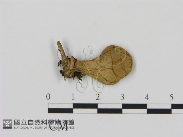 登錄號:F0000620藏品圖，第1張