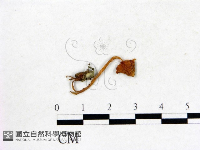 登錄號:F0010620藏品圖，第1張