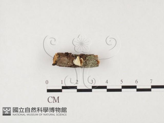 登錄號:F0026620藏品圖，第1張