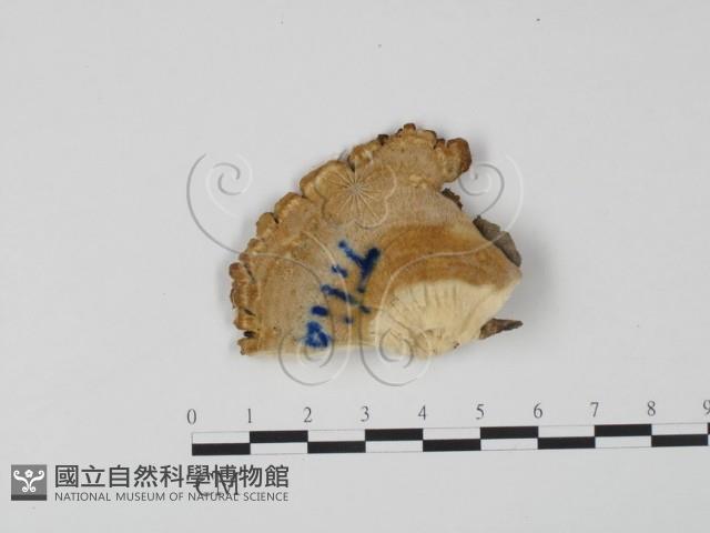 登錄號:F0006620藏品圖，第1張