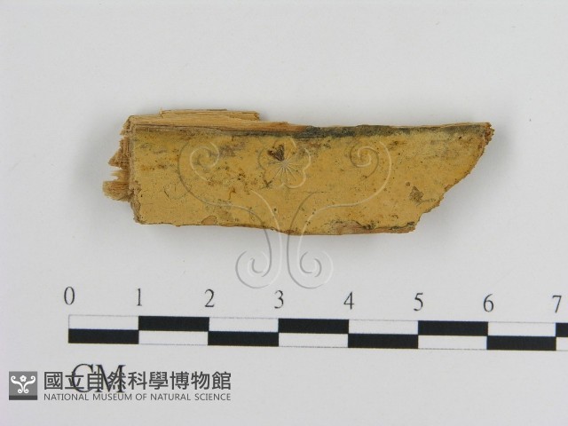 登錄號:F0016620藏品圖，第1張