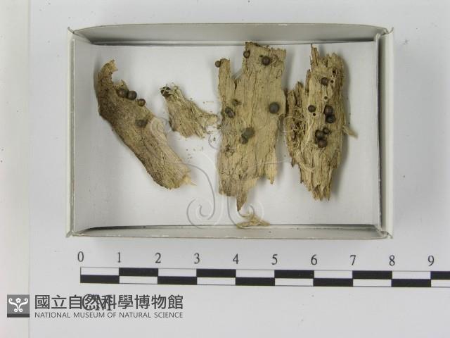 登錄號:F0021620藏品圖，第1張