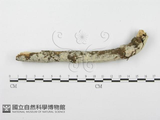 登錄號:F0001620藏品圖，第1張