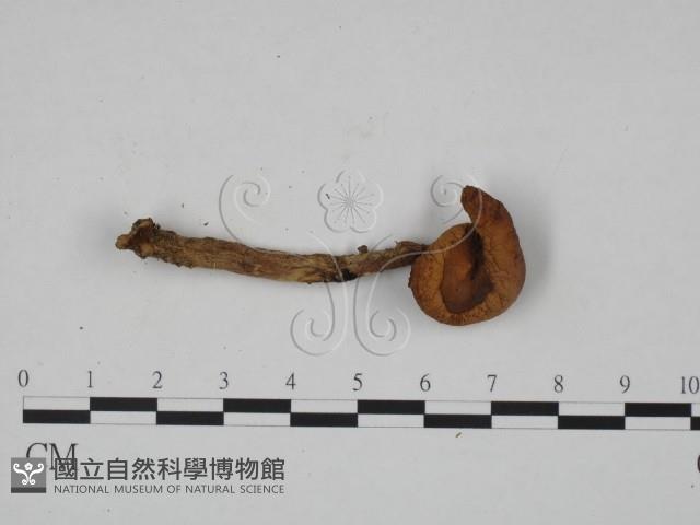 乳菇屬藏品圖，第1張