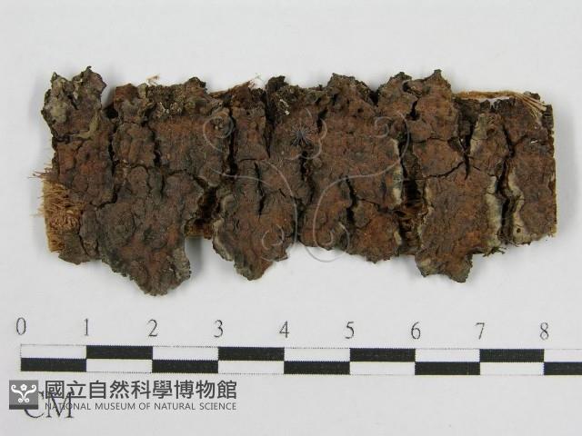 登錄號:F0004620藏品圖，第1張