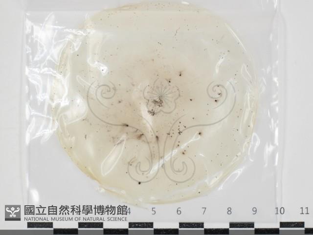 登錄號:F0034620藏品圖，第1張