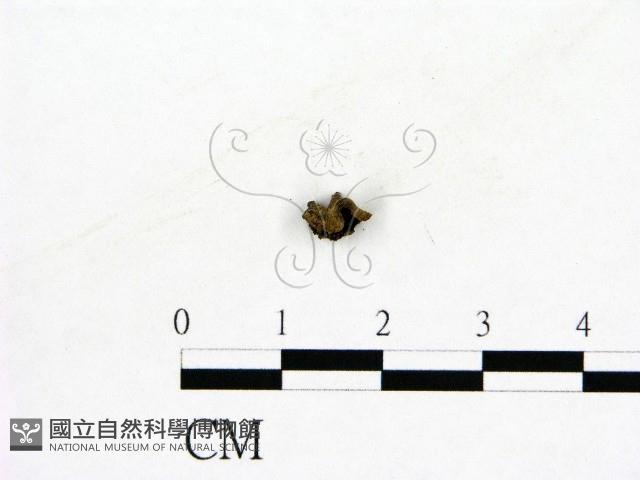 登錄號:F0022620藏品圖，第1張