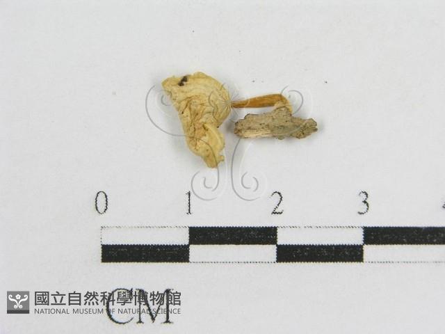 登錄號:F0012620藏品圖，第1張