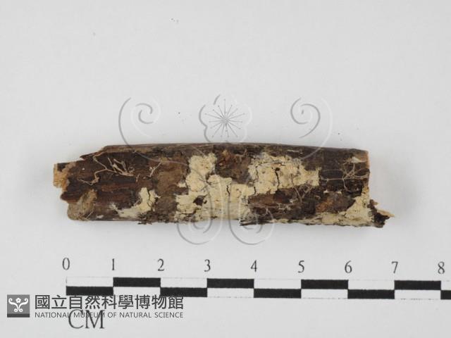 登錄號:F0027620藏品圖，第1張