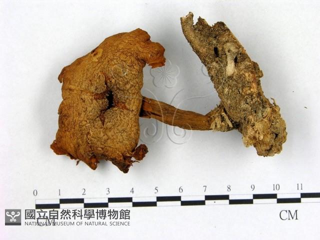 登錄號:F0007620藏品圖，第1張