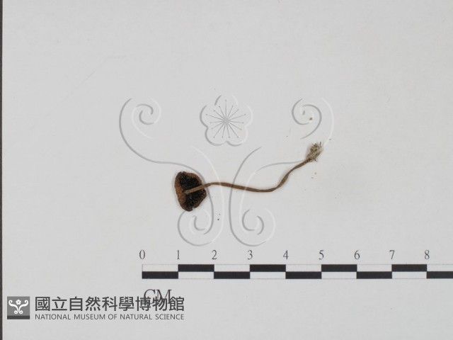 登錄號:F0005620藏品圖，第1張