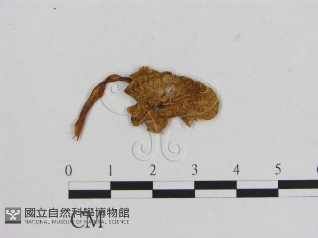 小菇屬藏品圖，第1張