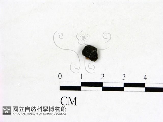 登錄號:F0019620藏品圖，第1張