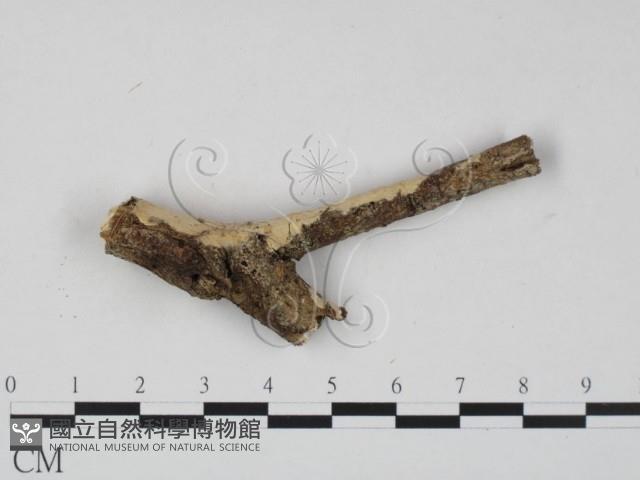 顯絲菌屬藏品圖，第1張