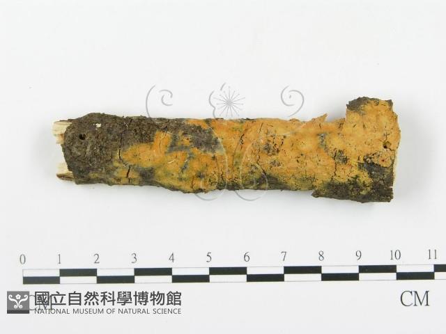 登錄號:F0003620藏品圖，第1張