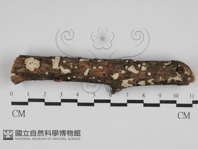 登錄號:F0013620藏品圖，第1張