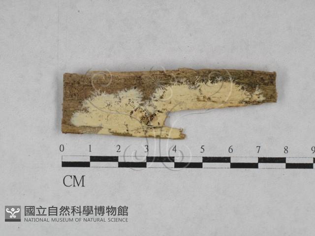 登錄號:F0028420藏品圖，第1張