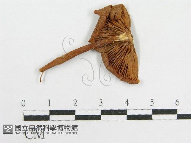 粉褶菌屬藏品圖，第1張