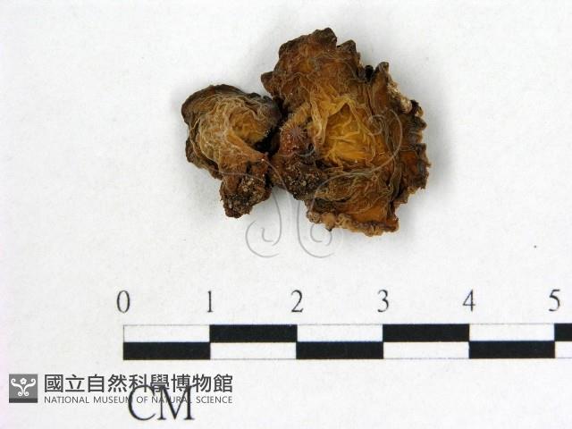 皺木耳藏品圖，第1張