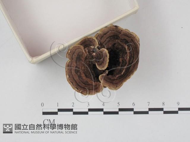 登錄號:F0010420藏品圖，第1張