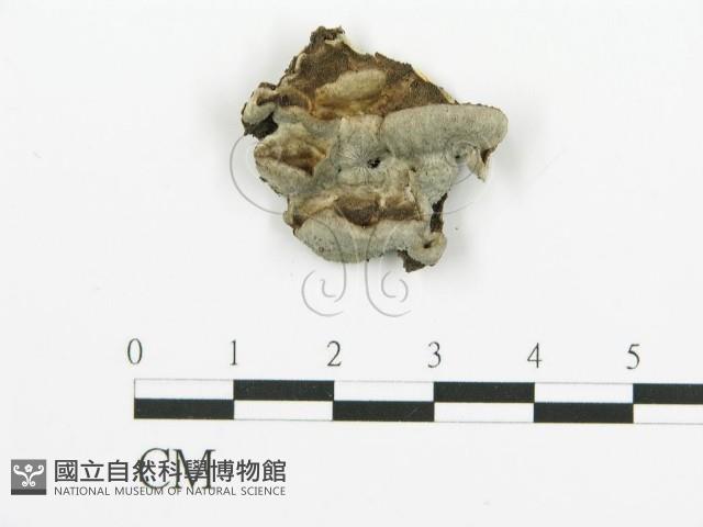 煙管菌藏品圖，第1張