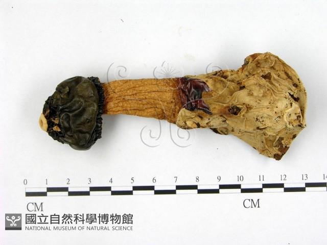 登錄號:F0016420藏品圖，第1張