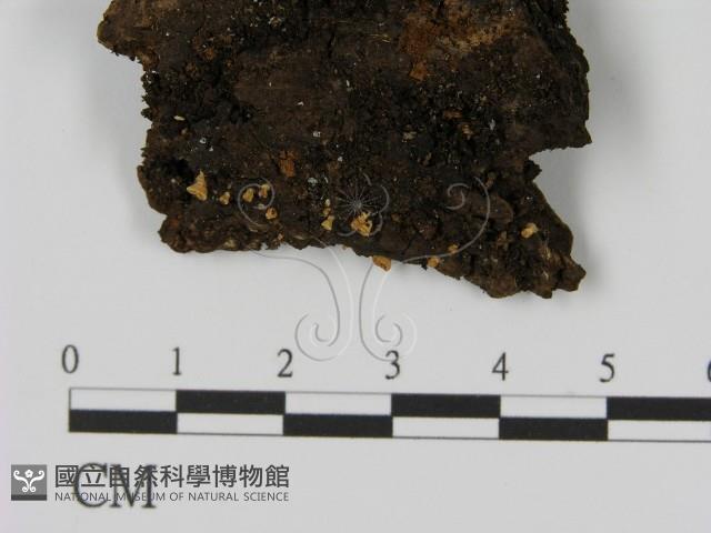 登錄號:F0021420藏品圖，第1張