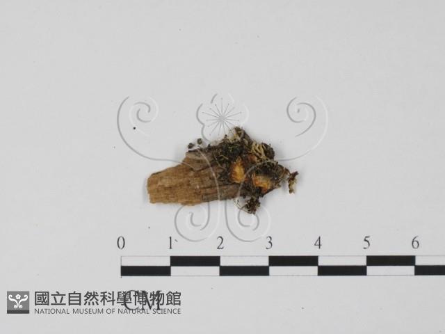 登錄號:F0001420藏品圖，第1張