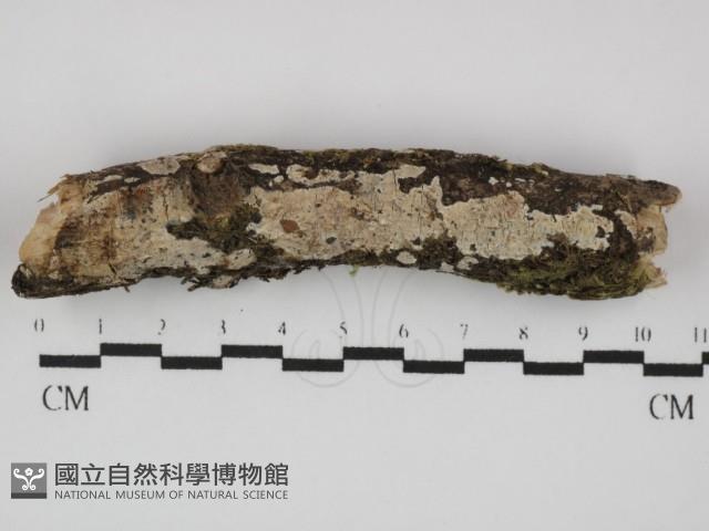 刺皮菌屬藏品圖，第1張