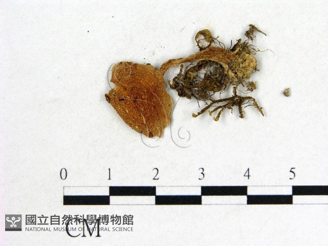 登錄號:F0014420藏品圖，第1張