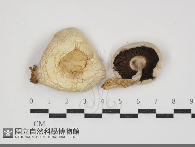 蘑菇藏品圖，第1張