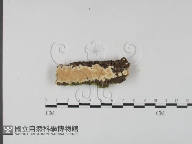 登錄號:F0022420藏品圖，第1張