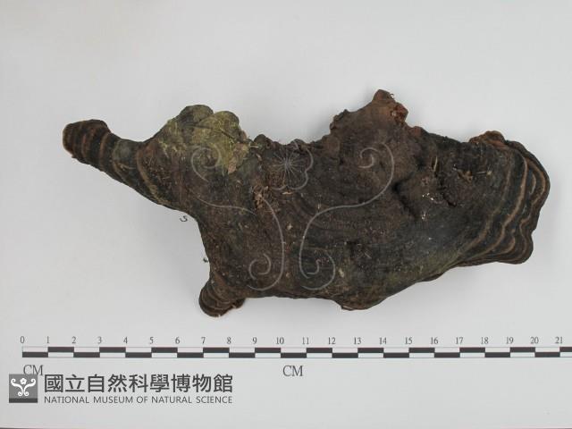 登錄號:F0002420藏品圖，第1張