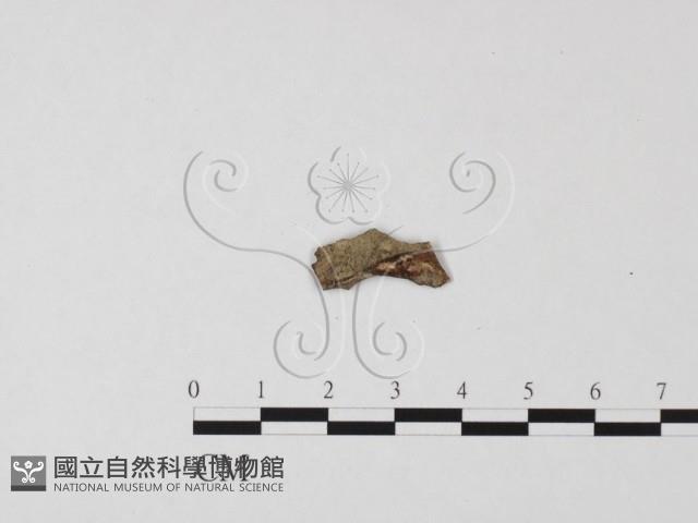 登錄號:F0012420藏品圖，第1張