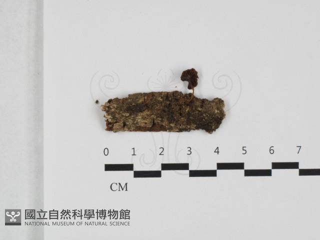 登錄號:F0032420藏品圖，第1張