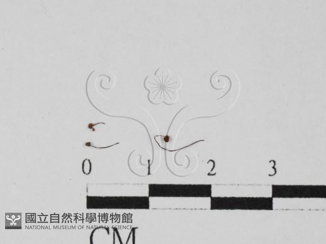登錄號:F0027420藏品圖，第1張